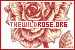  The Wild Rose