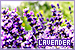  Lavender: 