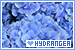  Hydrangea: 