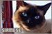  Cats: Siamese: 
