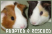 Adopted and Rescued Animals: 